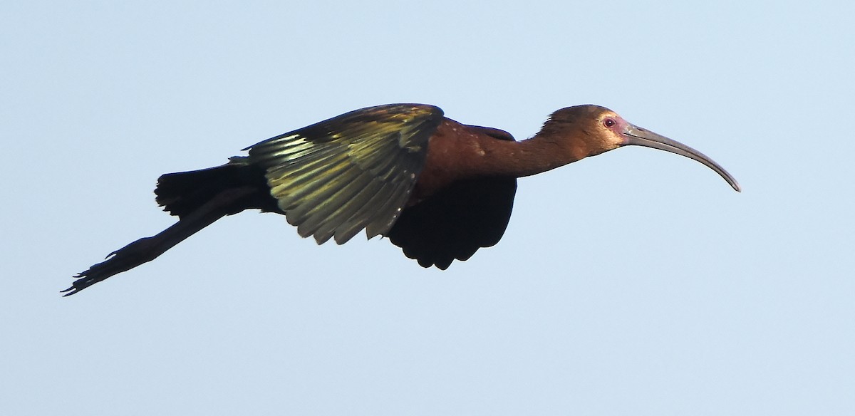 ibis americký - ML621131009