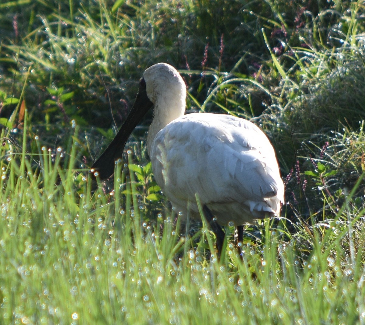 Royal Spoonbill - ML62113101