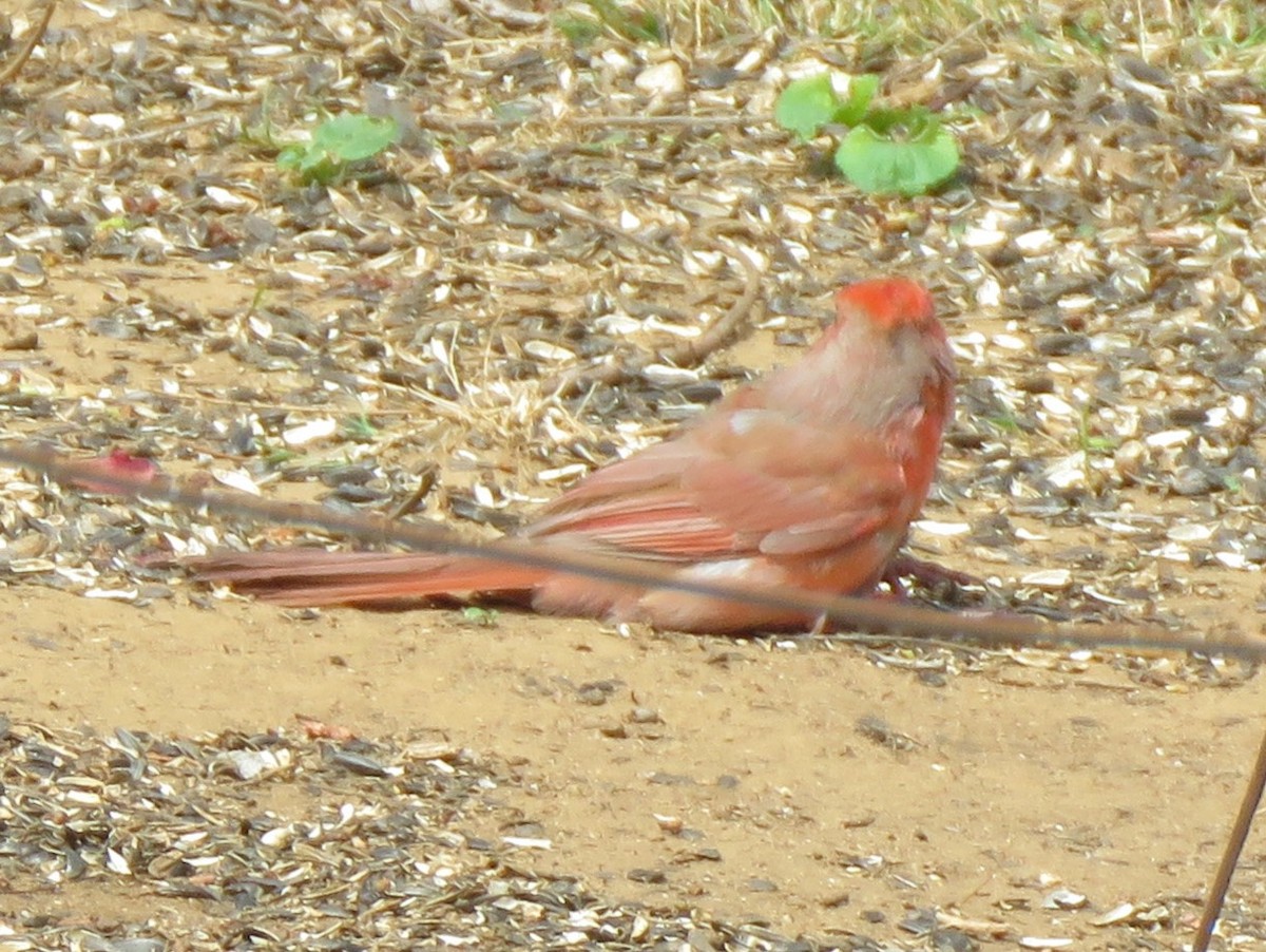 Cardinal rouge (groupe cardinalis) - ML621131011