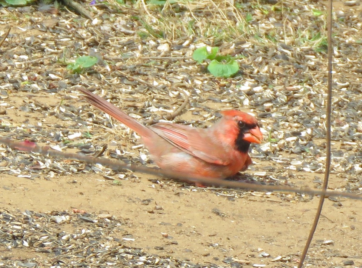 Cardinal rouge (groupe cardinalis) - ML621131012