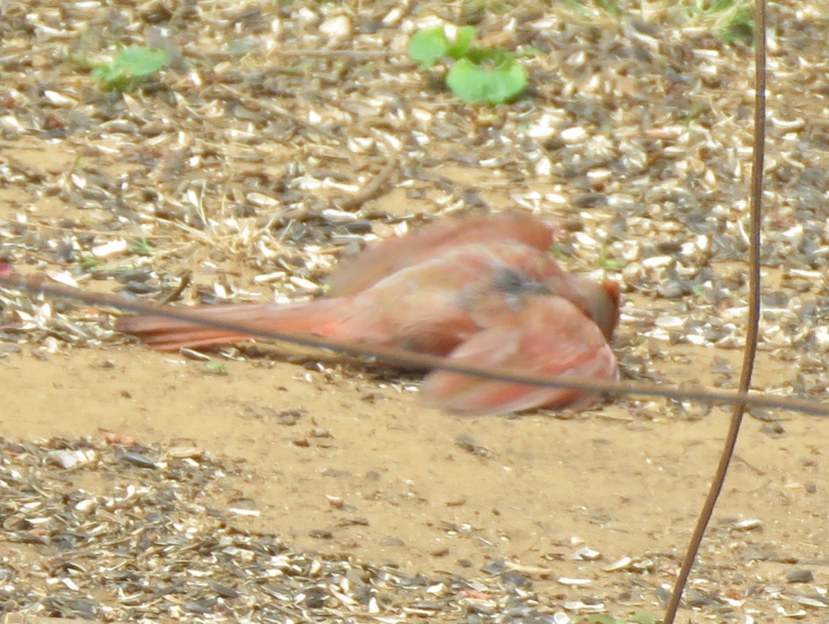 Cardinal rouge (groupe cardinalis) - ML621131013