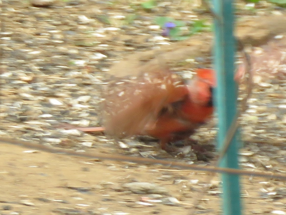 Cardinal rouge (groupe cardinalis) - ML621131015