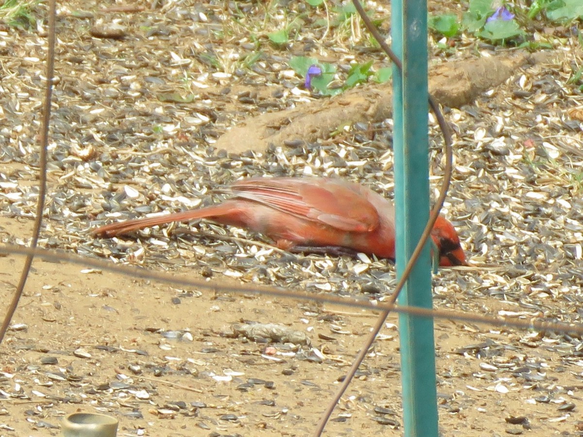 rødkardinal (cardinalis gr.) - ML621131016