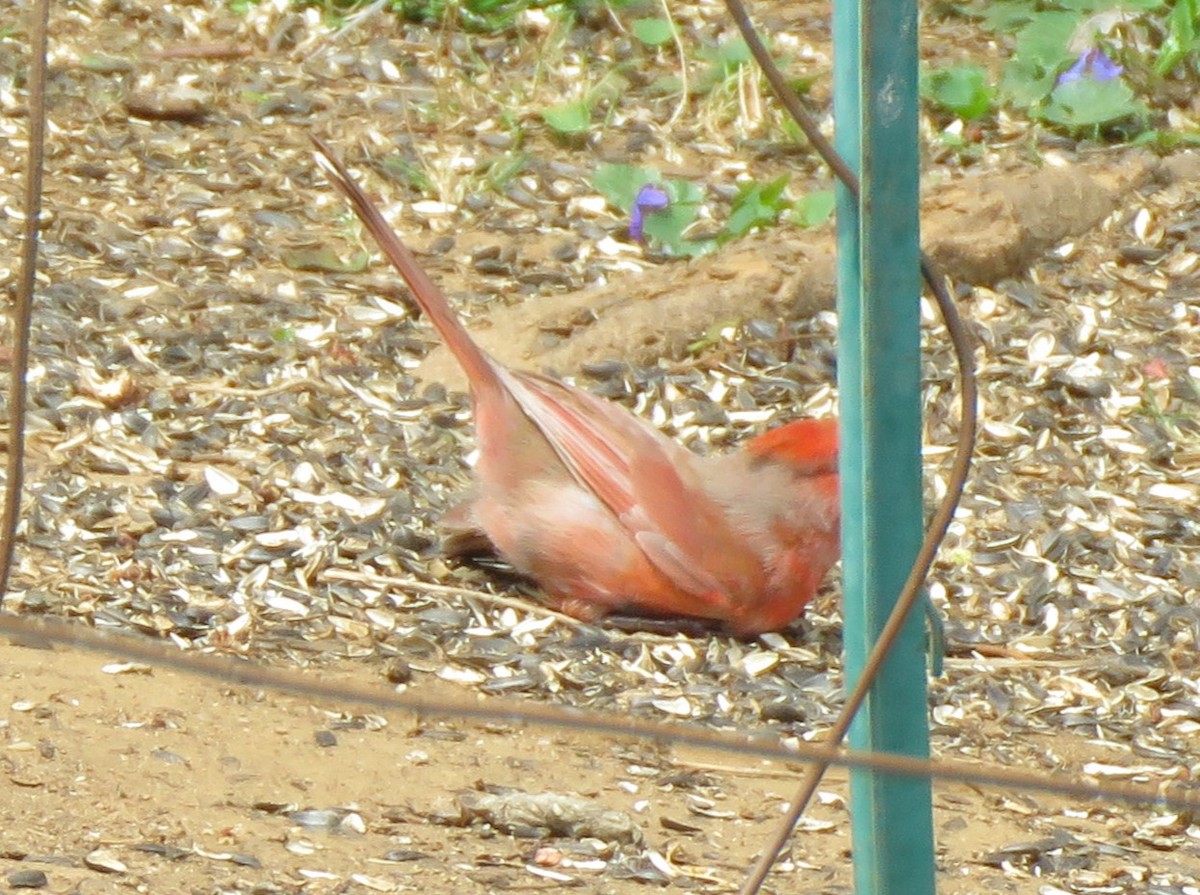 Cardinal rouge (groupe cardinalis) - ML621131017