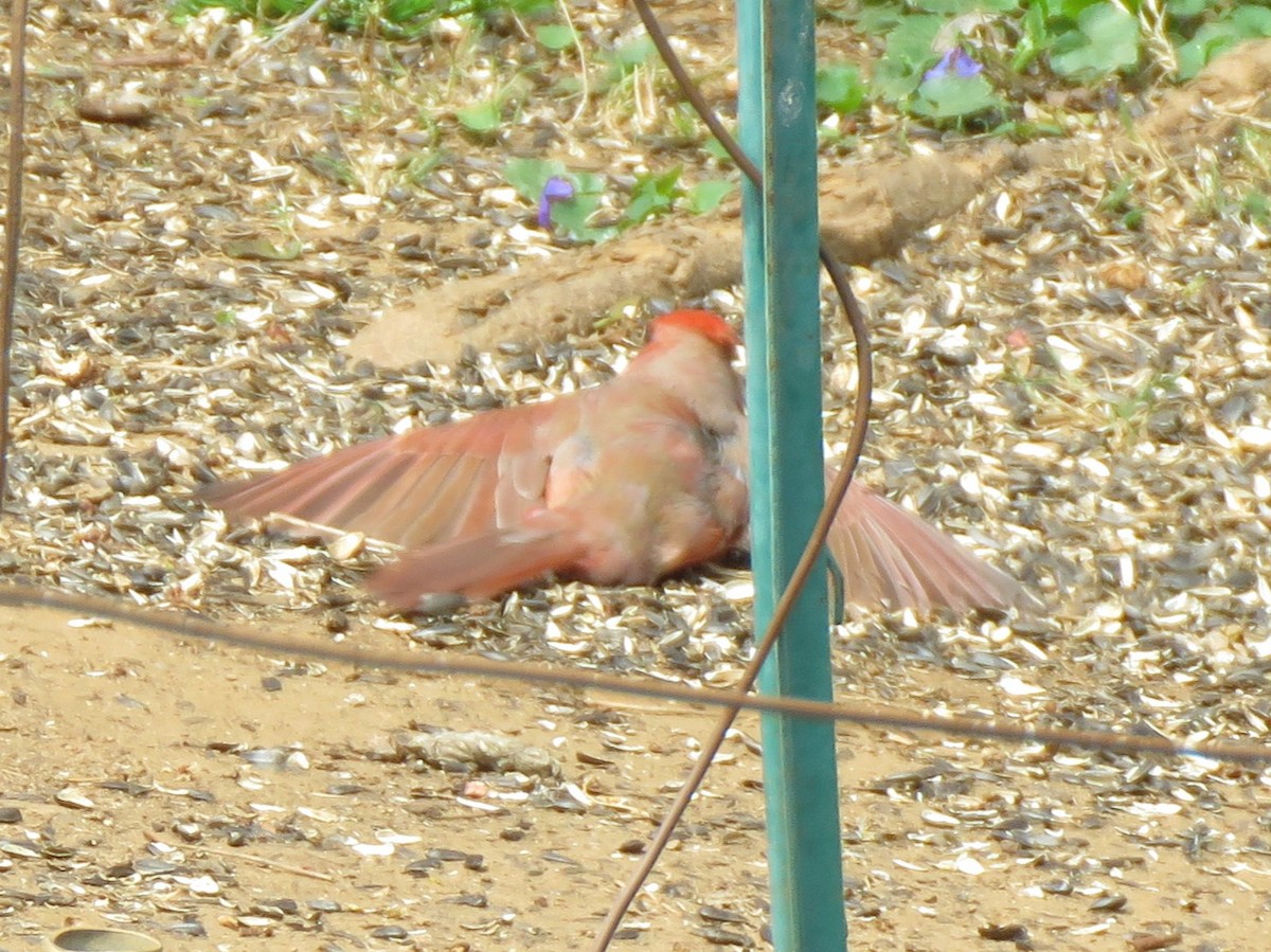 rødkardinal (cardinalis gr.) - ML621131018