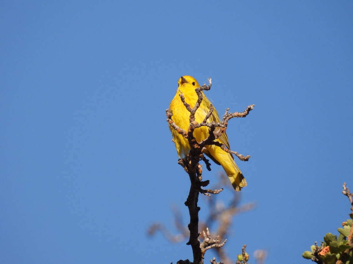 Yellow Warbler - ML621131024