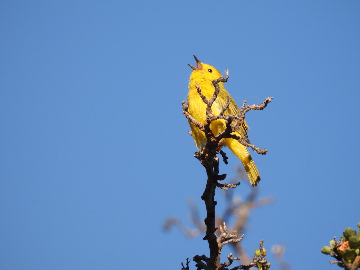 Yellow Warbler - ML621131025