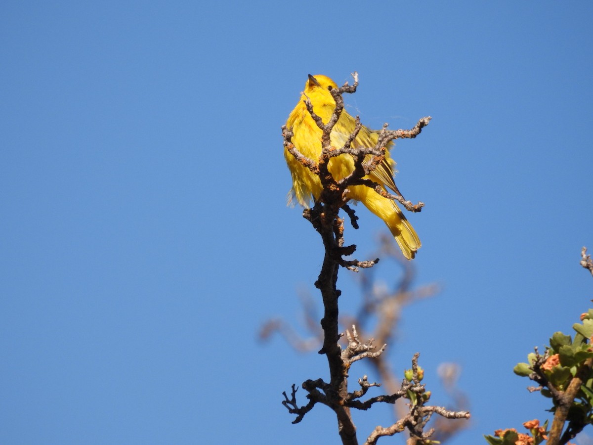 Yellow Warbler - ML621131026