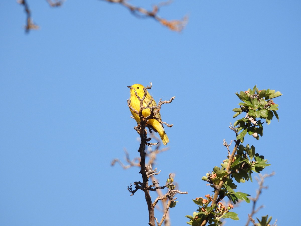 Yellow Warbler - Sandy and Randy Reed