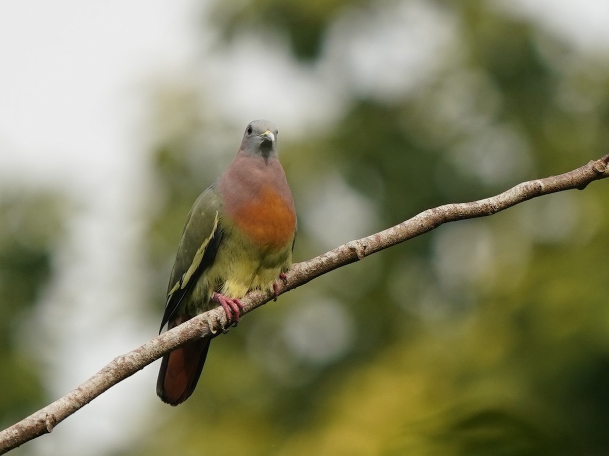 Pink-necked Green-Pigeon - ML621131028