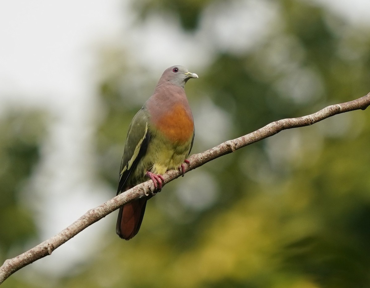 Pink-necked Green-Pigeon - ML621131029