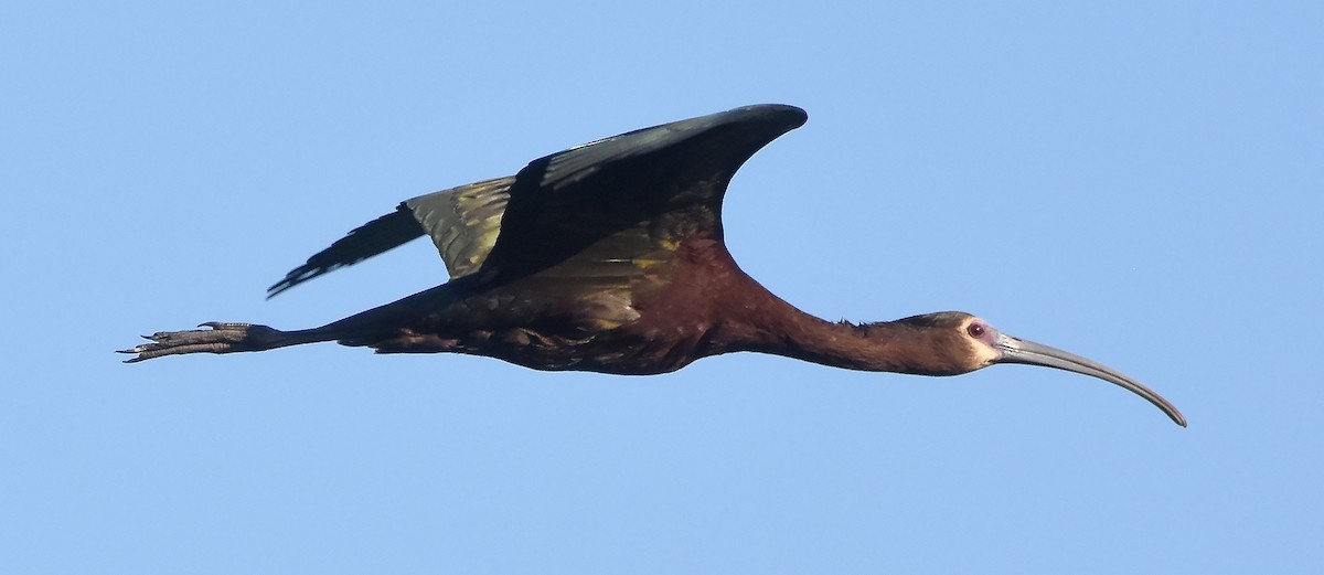 ibis americký - ML621131063