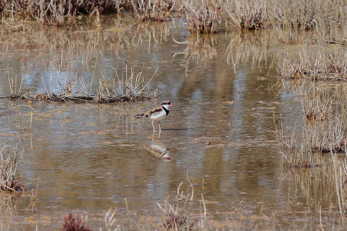 Black-fronted Dotterel - ML621131064