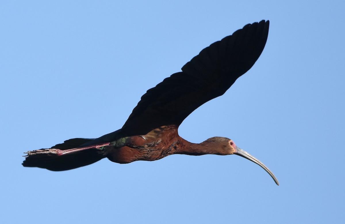 ibis hnědý/americký - ML621131094