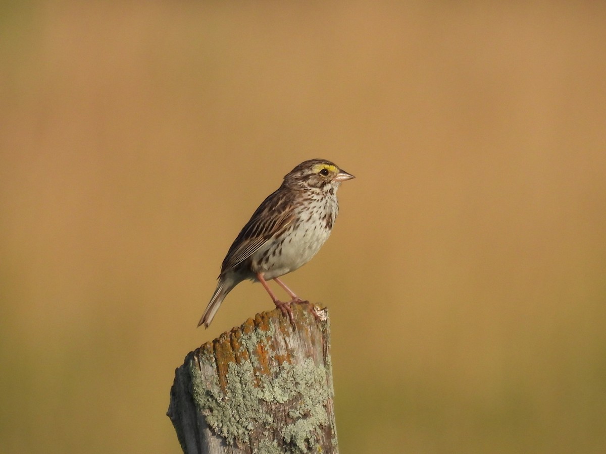 Savannah Sparrow - ML621131105