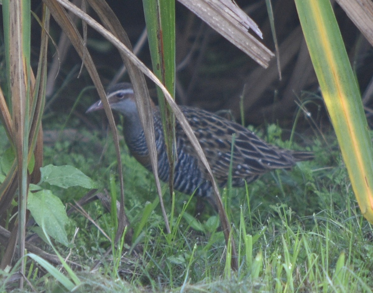 Buff-banded Rail - ML62113111