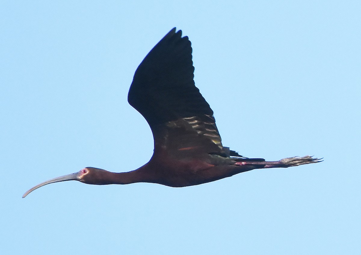 ibis americký - ML621131119