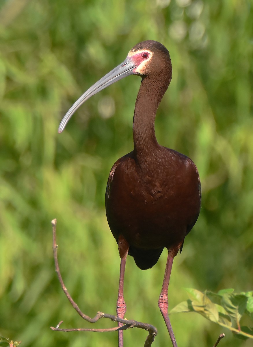 ibis americký - ML621131125
