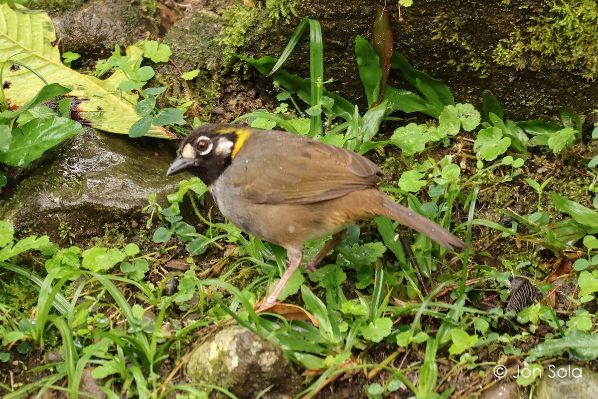 White-eared Ground-Sparrow - ML621131126
