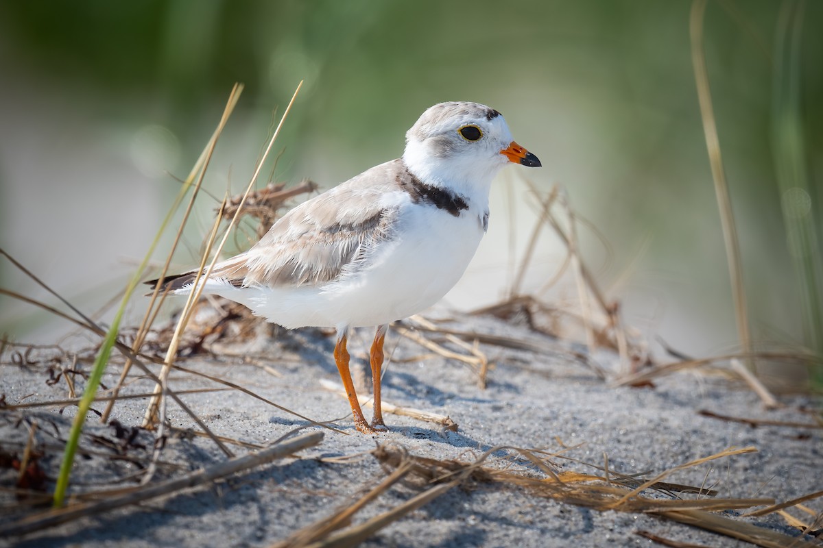 Piping Plover - ML621131130