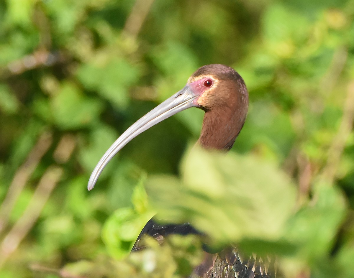 ibis americký - ML621131136