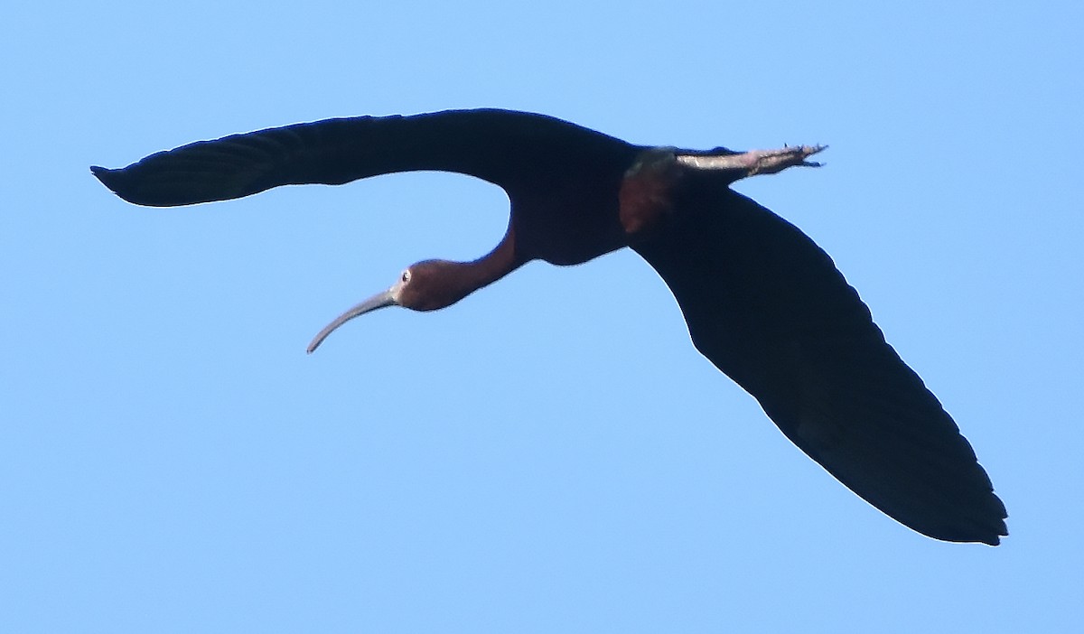 ibis hnědý/americký - ML621131149