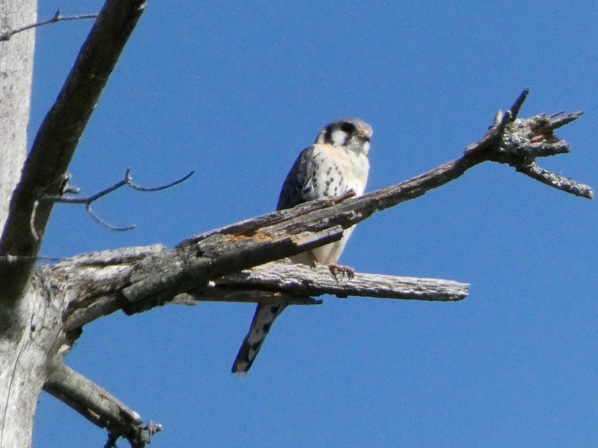 American Kestrel - ML621131159