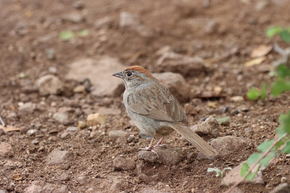 Rufous-crowned Sparrow - ML621131160