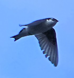 Golondrina Bicolor - ML621131165