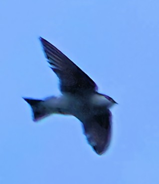 Golondrina Bicolor - ML621131166