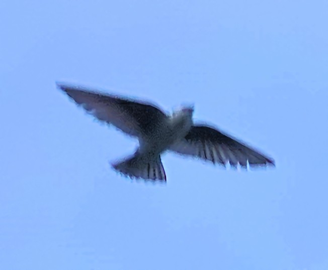 Golondrina Bicolor - ML621131167