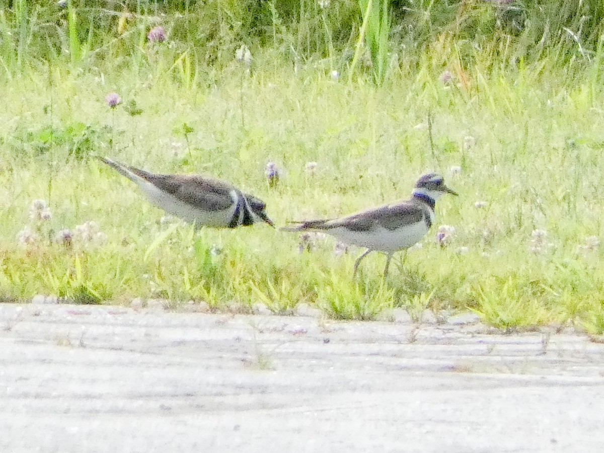 Killdeer - ML621131168