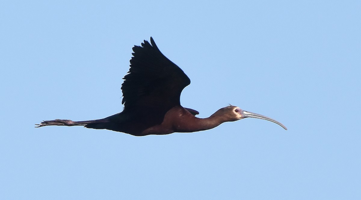 ibis hnědý/americký - ML621131170