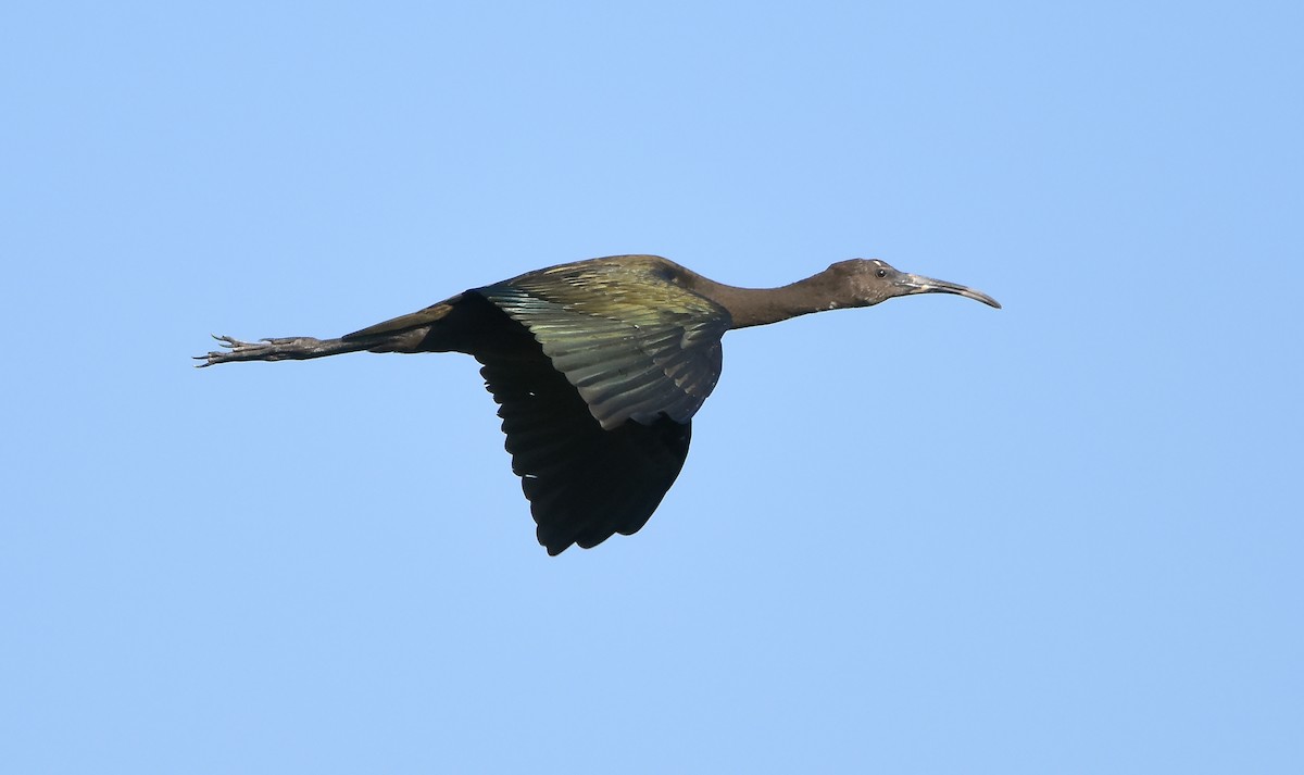 ibis hnědý/americký - ML621131175