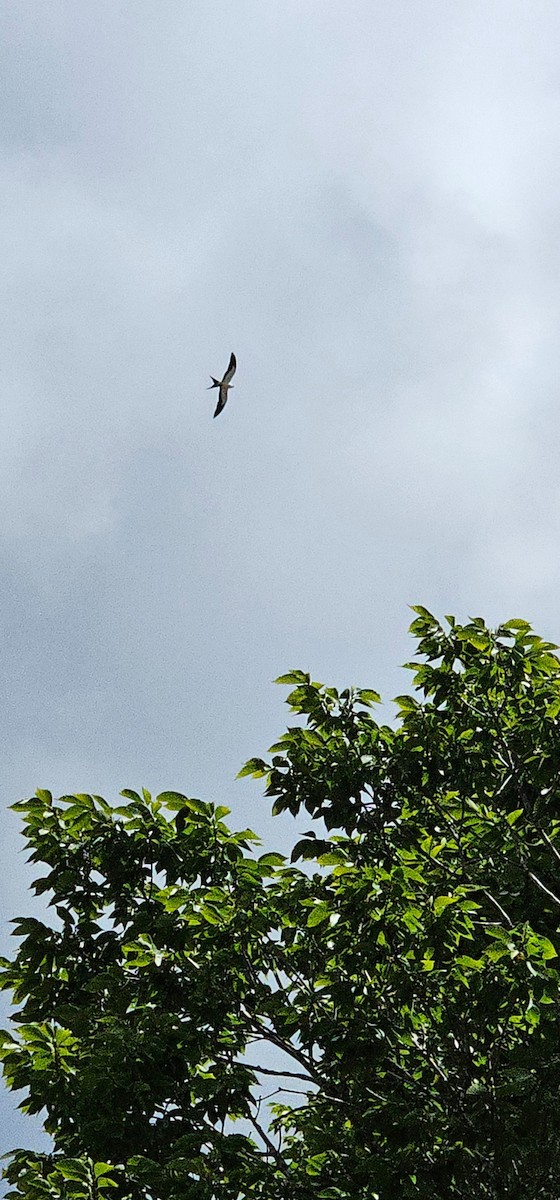 Swallow-tailed Kite - ML621131186