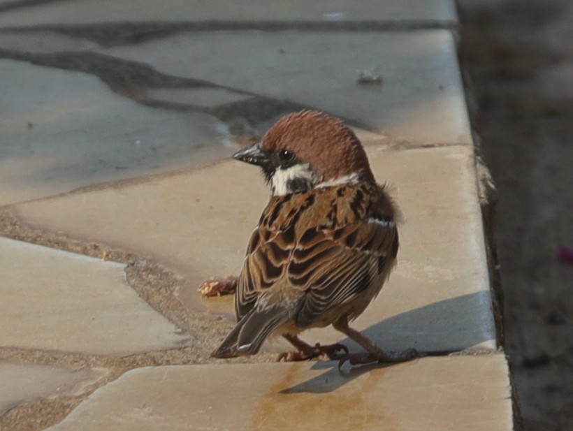Eurasian Tree Sparrow - ML621131195