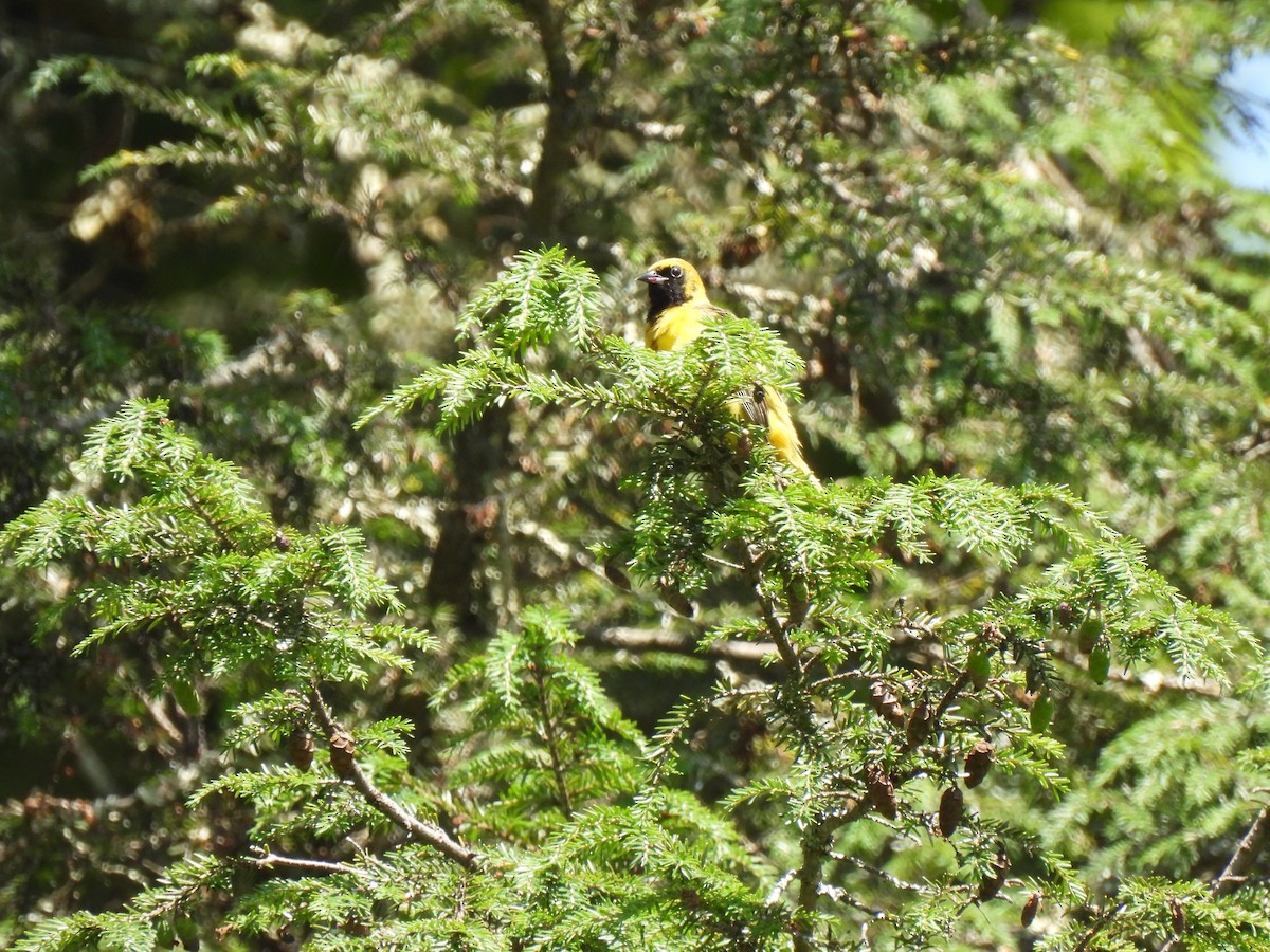 Orchard Oriole - ML621131198