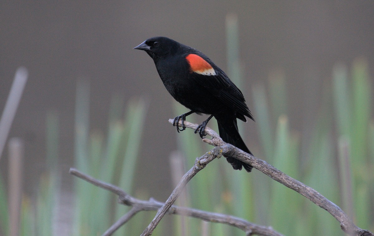 Red-winged Blackbird - Steve Harder
