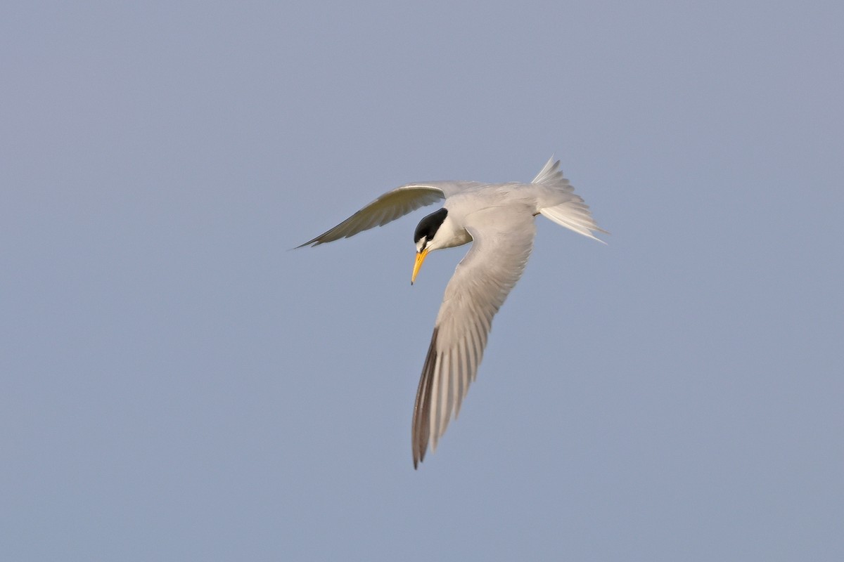 Least Tern - ML621131214