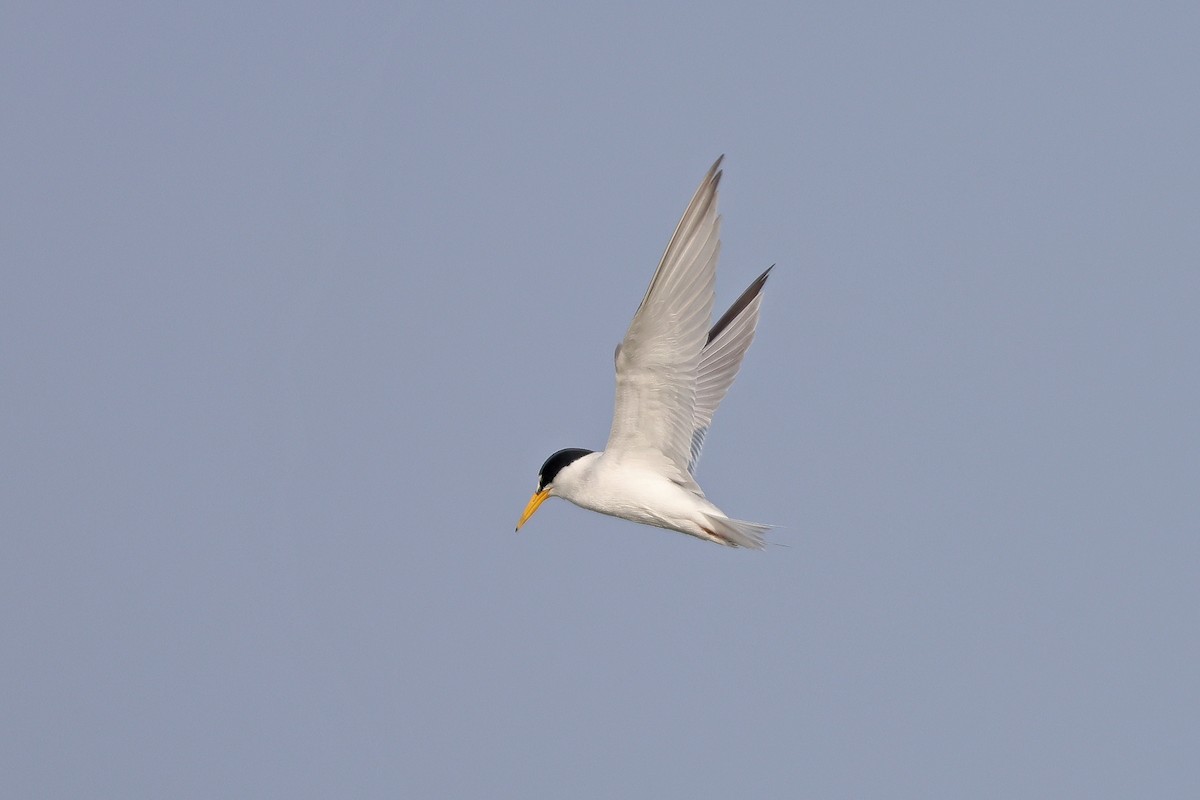 Least Tern - ML621131215