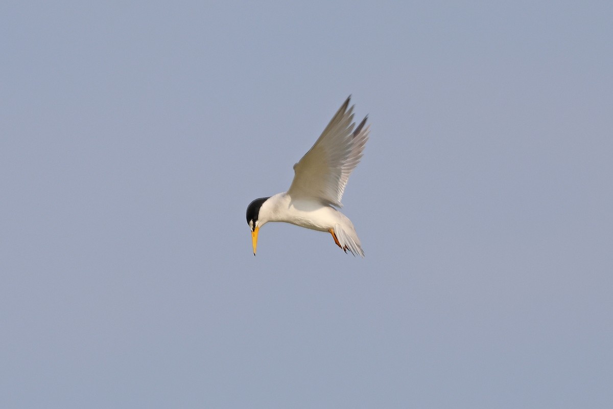 Least Tern - ML621131216