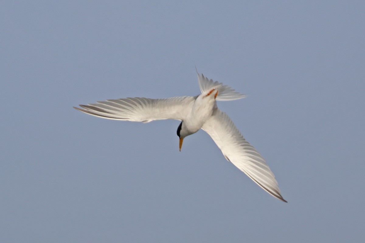 Least Tern - ML621131219