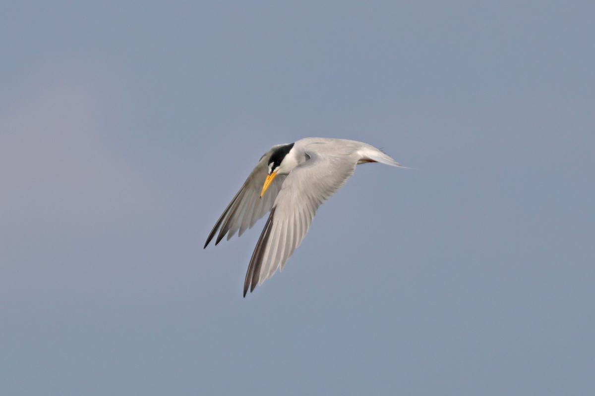 Least Tern - ML621131220