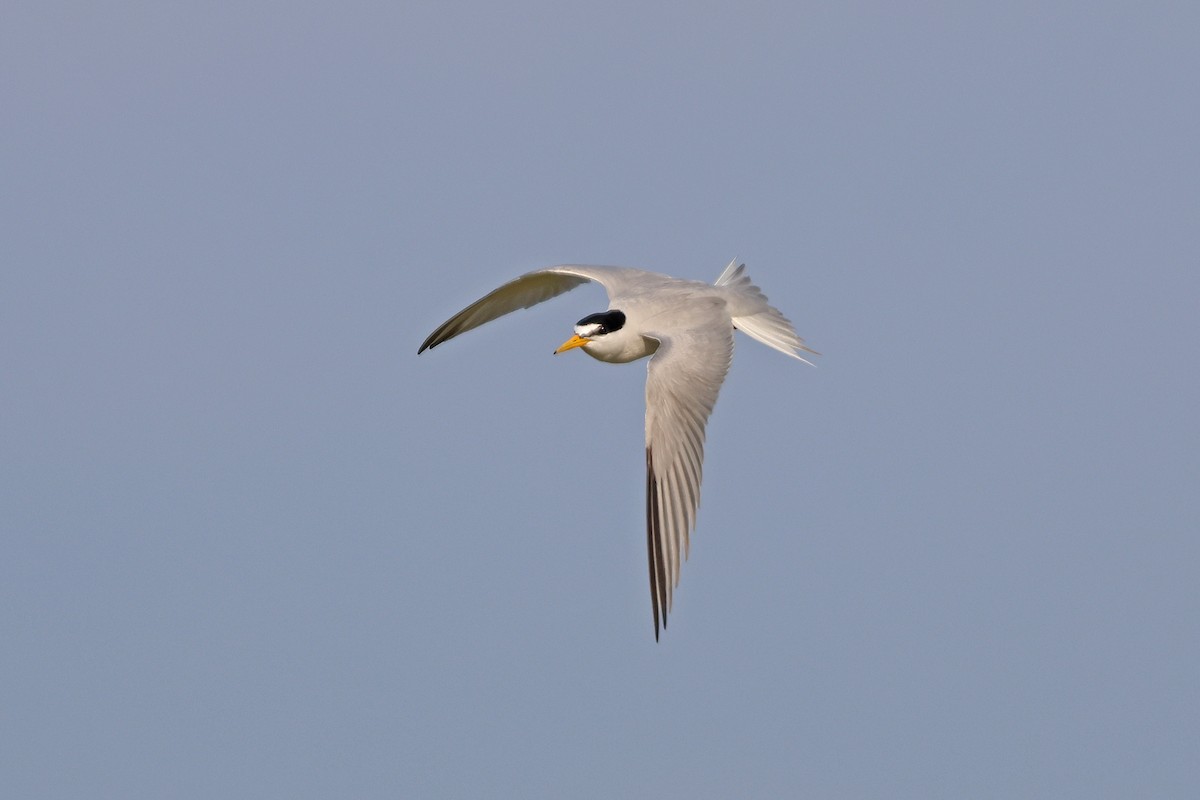 Least Tern - ML621131225