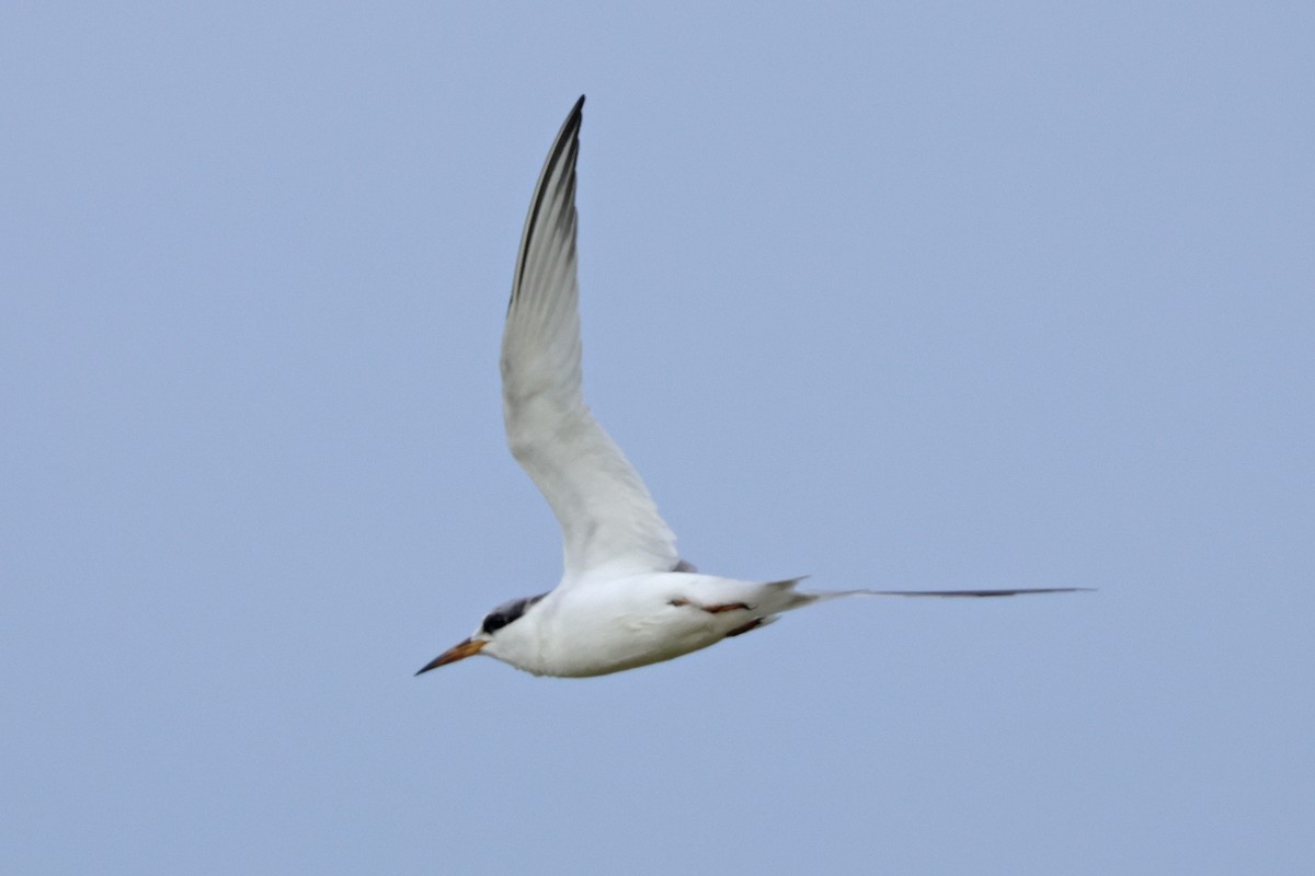 Least Tern - ML621131226