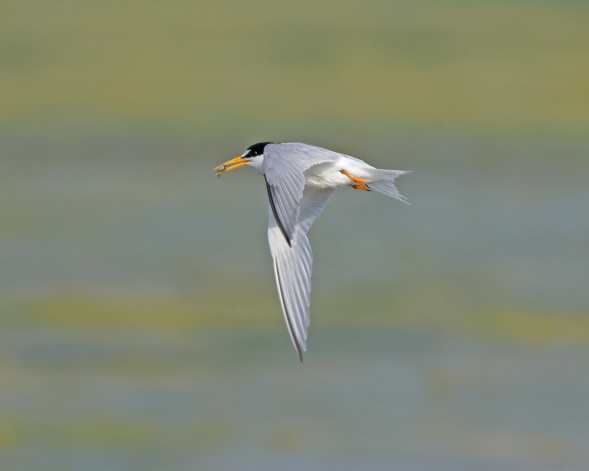 Least Tern - ML621131227