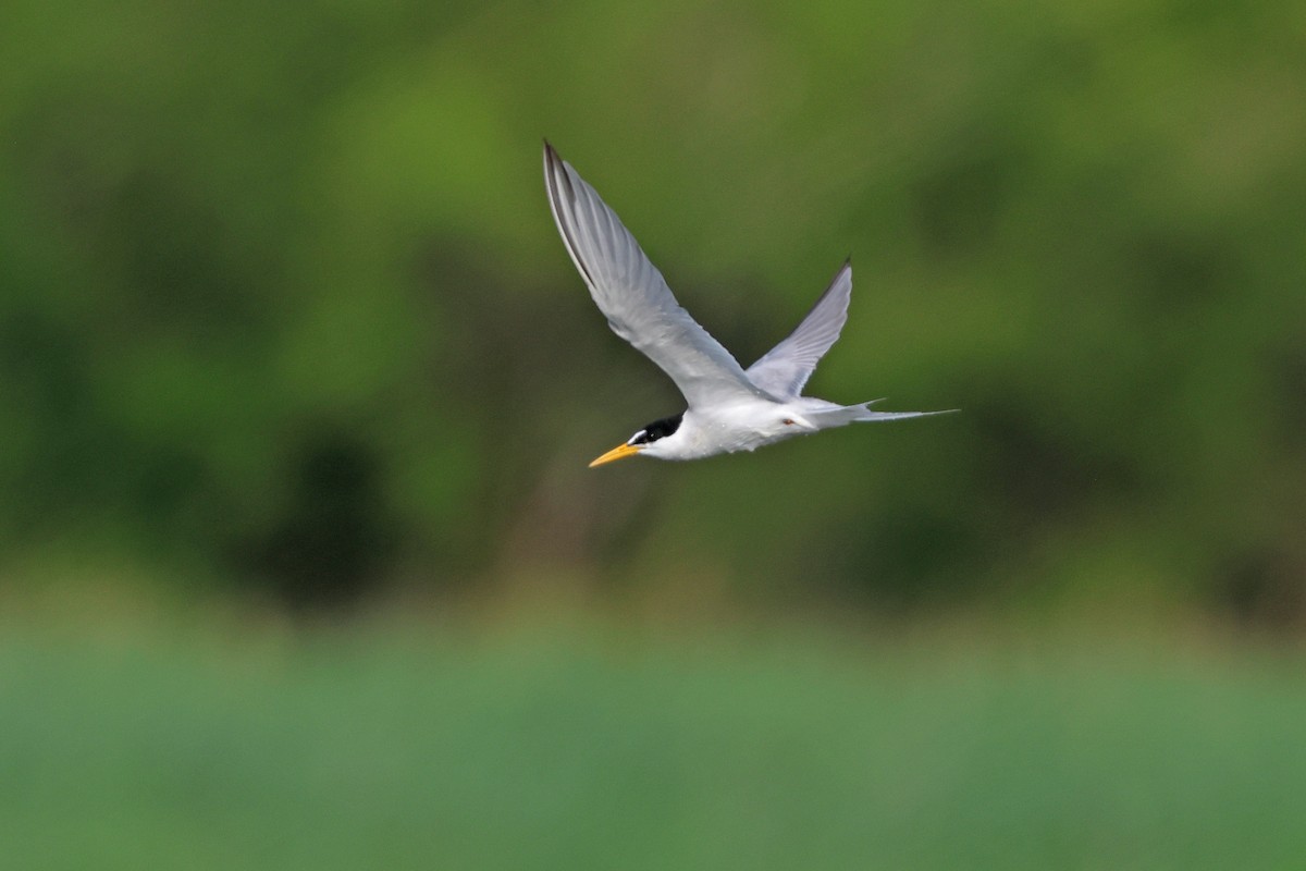 Least Tern - ML621131231