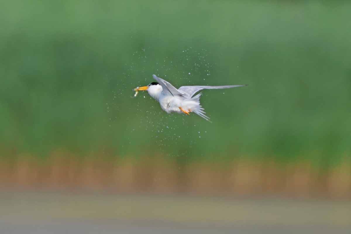 Least Tern - ML621131234