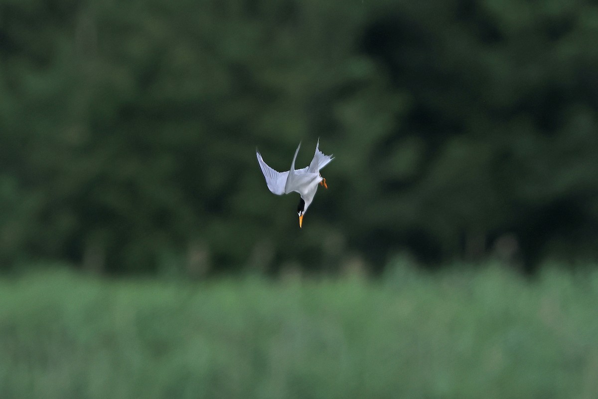 Least Tern - ML621131238