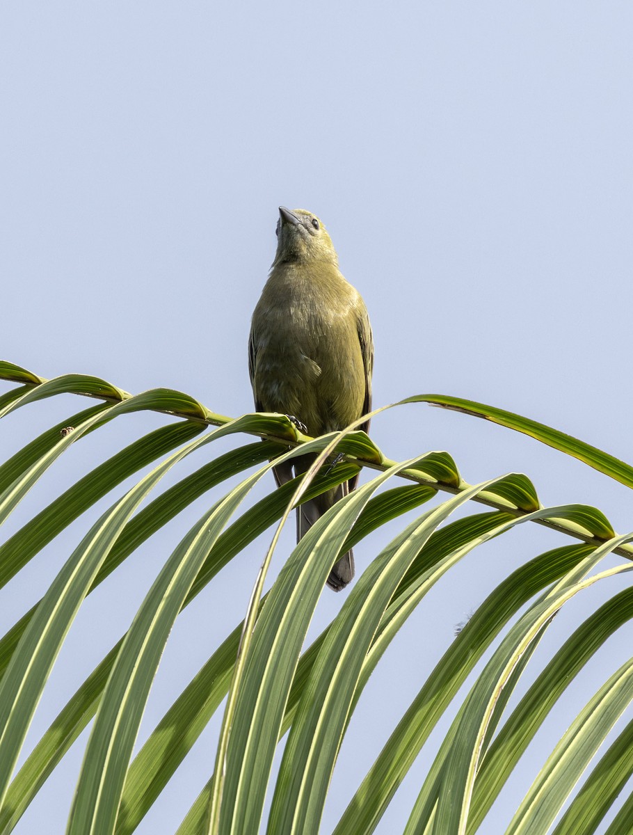 Palm Tanager - ML621131240